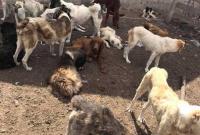 "Морили голодом и избивали": в Одесской области обнаружили "концлагерь" для породистых собак