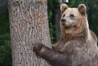 Россиянин откусил язык напавшему на него медведю