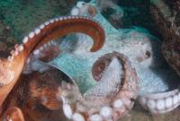 В сети появилось видео с осьминогом, меняющим цвет во время сна