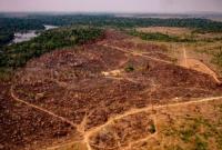 В Бразилии вырубка лесов Амазонии достигла рекордной отметки