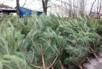 В Киеве будет работать 178 легальных пунктов по продаже живых елок