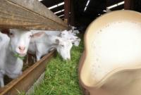 В Україні овече молоко стало справжнім дефіцитом