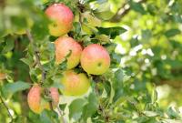 Россия запретила импорт томатов и яблок из Азербайджана