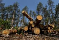The Guardian: незаконно вирубаний ліс з України йде на меблі з IKEA