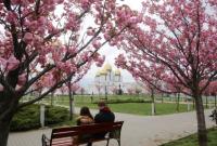 Парк во Львове утопает в цветении сакур