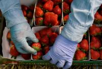В Україні стартував сезон полуниці: скільки коштують перші ягоди