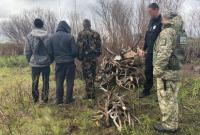 В Чернобыльской зоне обнаружили нарушителей радиационного режима: собирали оленьи рога