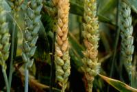 Польські науковці виявили бактерій, які здатні знищувати збудників небезпечних хвороб пшениці