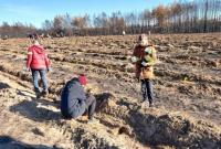 В Луганской области на месте масштабных пожаров высадили 10 тысяч сосен
