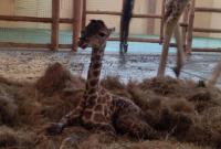 В зоопарке под Киевом родился детеныш жирафа