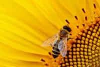 Науковці з’ясували, як навчити бджіл збирати мед з конкретного виду рослин