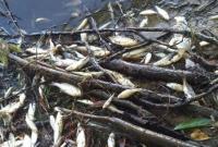 "Берега реки покрылись мертвечиной": на Житомирщине зафиксировали массовый мор рыбы (видео)