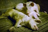 Британские супермаркеты объявили бойкот фермерам, которые "мучают" свиней
