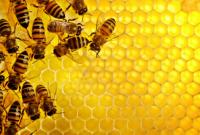 В Україні бджільництво на межі зникнення