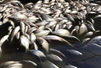На Черкащині масово гине риба