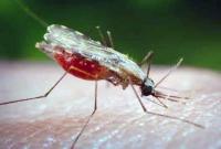 Великобритания объявила об успешных испытаниях вакцины от малярии. Ее эффективность составляет 77%
