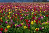 Тюльпанове поле на Буковині планують відкрити вже у перші вихідні травня