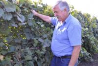 Исчезают питомники винограда для крупных производителей