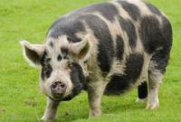В США полиция разыскивает 100-килограммовую свинью