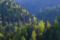 Незаконно вырубали леса: на Закарпатье разоблачили схему на более 5 млн гривен