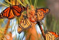 В Мексике для защиты бабочек Монарх созданы вооруженные патрули