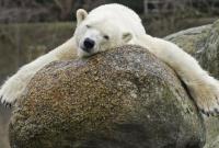 В Берлине умерла старейшая белая медведица Европы