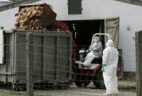 В Японии произошла вспышка высокопатогенного птичьего гриппа. Уничтожат 130 тысяч птиц