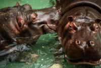 В зоопарке Антверпена бегемоты заразились коронавирусом