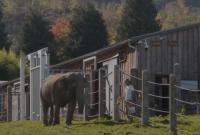 Во Франции открыли первый в Европе дом престарелых для слонов