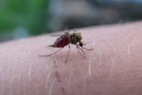 Смертность от малярии в мире выросла из-за пандемии коронавируса, - ВОЗ