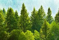 Япония покупает крупную лесную компанию на российском Дальнем Востоке
