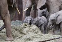 В Британии могут запретить содержание слонов в зоопарках: животные страдают в неволе