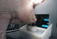Ученых ошеломили умственные способности свиней: они умеют играть в видеоигры