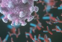 Израильские ученые обнаружили, что у женщин и мужчин уровни антител к коронавирусу существенно отличаются