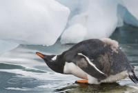 В Антарктиді зафіксували аномальну спеку – понад 18°C