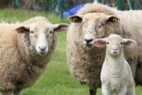 В Ірландії стадо овець влаштували на роботу