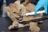 Оклендский зоопарк США вакцинирует животных