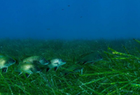 Морские водоросли страдают от шума, вызванного людьми - ученые