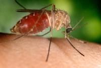 Аллергия на комаров: 6 признаков, что это ваш случай