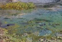 Экологическое состояние Днепра оценили как катастрофическое: в водах нашли ядохимикаты и тяжелые металлы