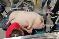 Толстую свинью выкинули и оставили умирать в долине Лас-Вегаса
