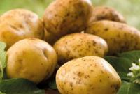 Невтішний прогноз стосовно цін на картоплю