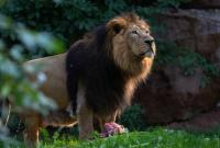 У восьми львов в индийском зоопарке зафиксировали COVID-19
