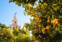 В Іспанії вироблятимуть відновлювану енергію з апельсинів
