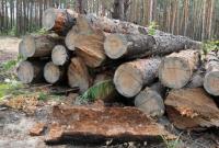 На Прикарпатті поліцейські провели обшуки на території лісових господарств