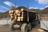 За год вывезли за границу леса на 15 млн гривен: на Прикарпатье заблокировали схему нелегального экспорта