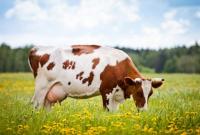 В Україні власники корів почуваються ошуканими