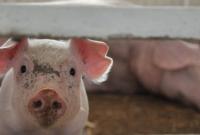 В Черновицкой области стало больше случаев заражения свиней АЧС