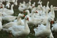 В Европе и Азии зафиксировали вспышку птичьего гриппа