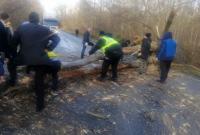 В Черниговской области штормовой ветер повалил деревья: заблокированы несколько трасс